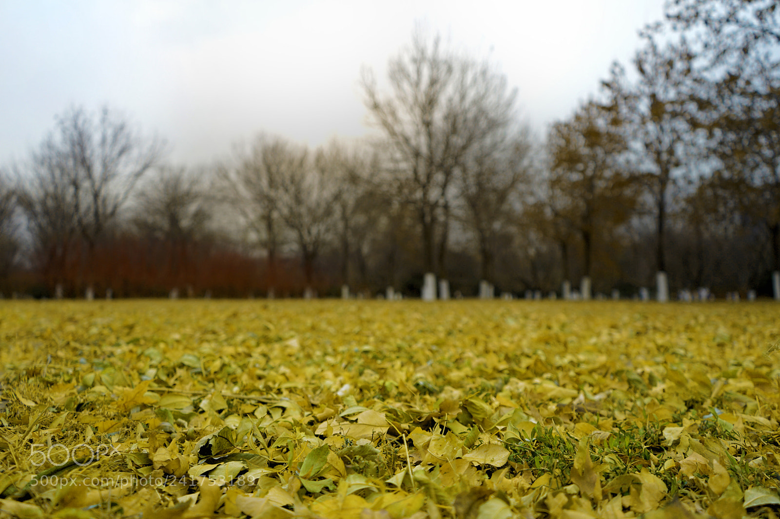 Sony a7 II sample photo. Beauty of beijing photography