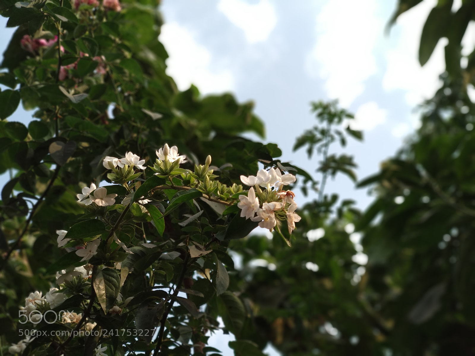 Xiaomi Mi A1 sample photo. Untitled photography