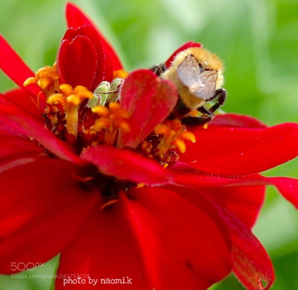 Canon EOS M10 sample photo. A bee photography