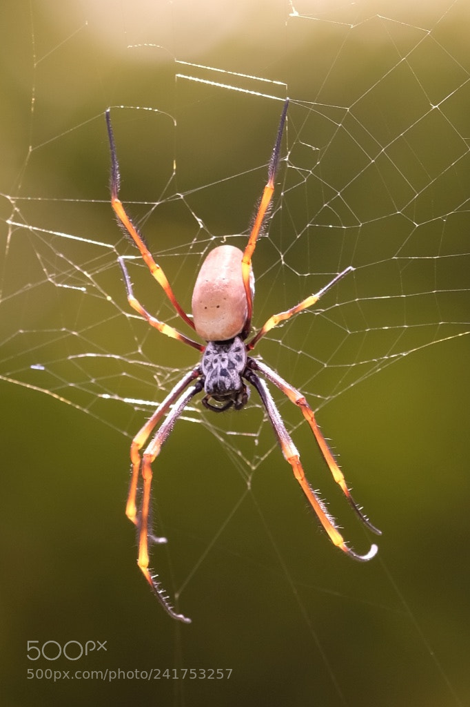 Fujifilm X-T2 sample photo. Spider pink body photography