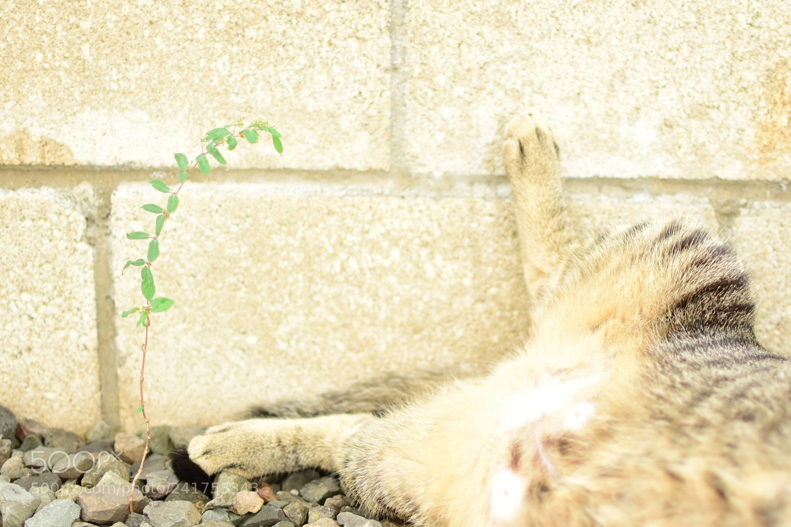 Nikon D7200 sample photo. Untitled photography