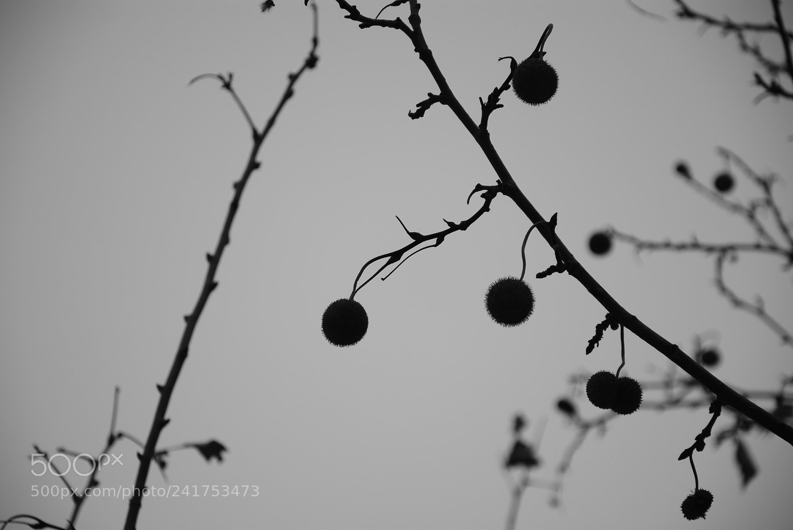 Nikon D7100 sample photo. Winter a photography