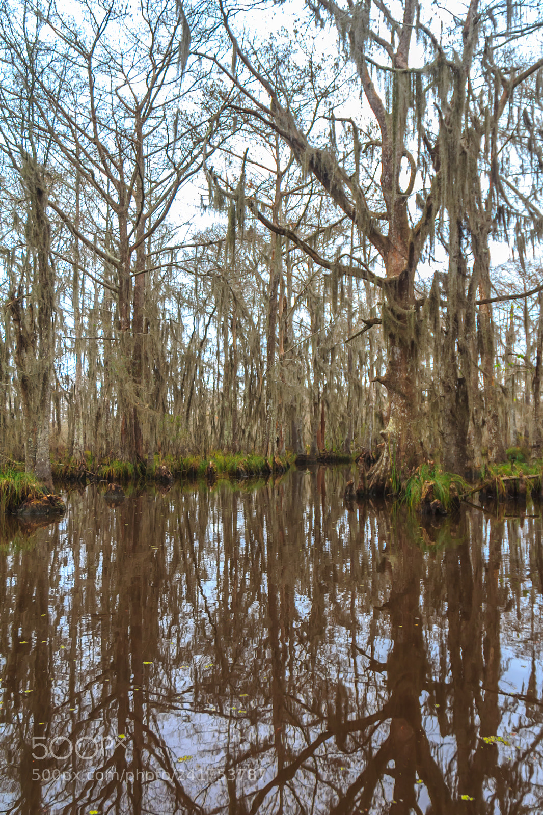 Canon EOS 60D sample photo. Bayou tree #1 photography