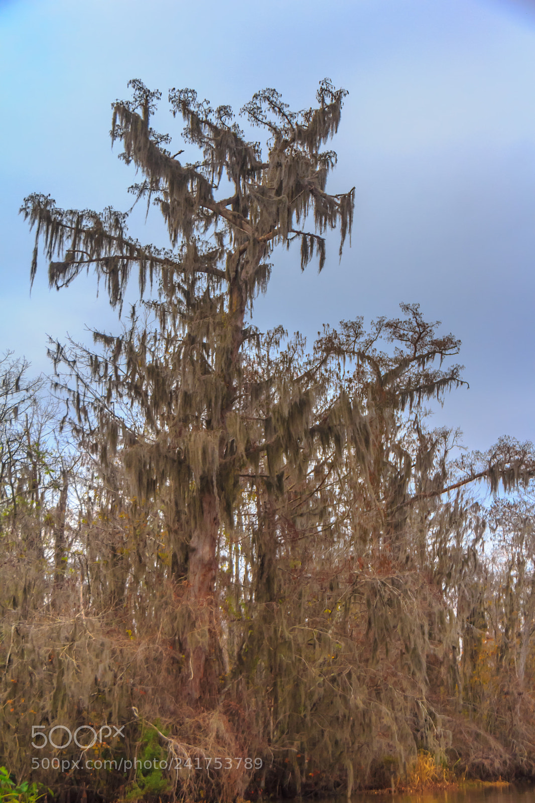 Canon EOS 60D sample photo. Bayou tree #2 photography