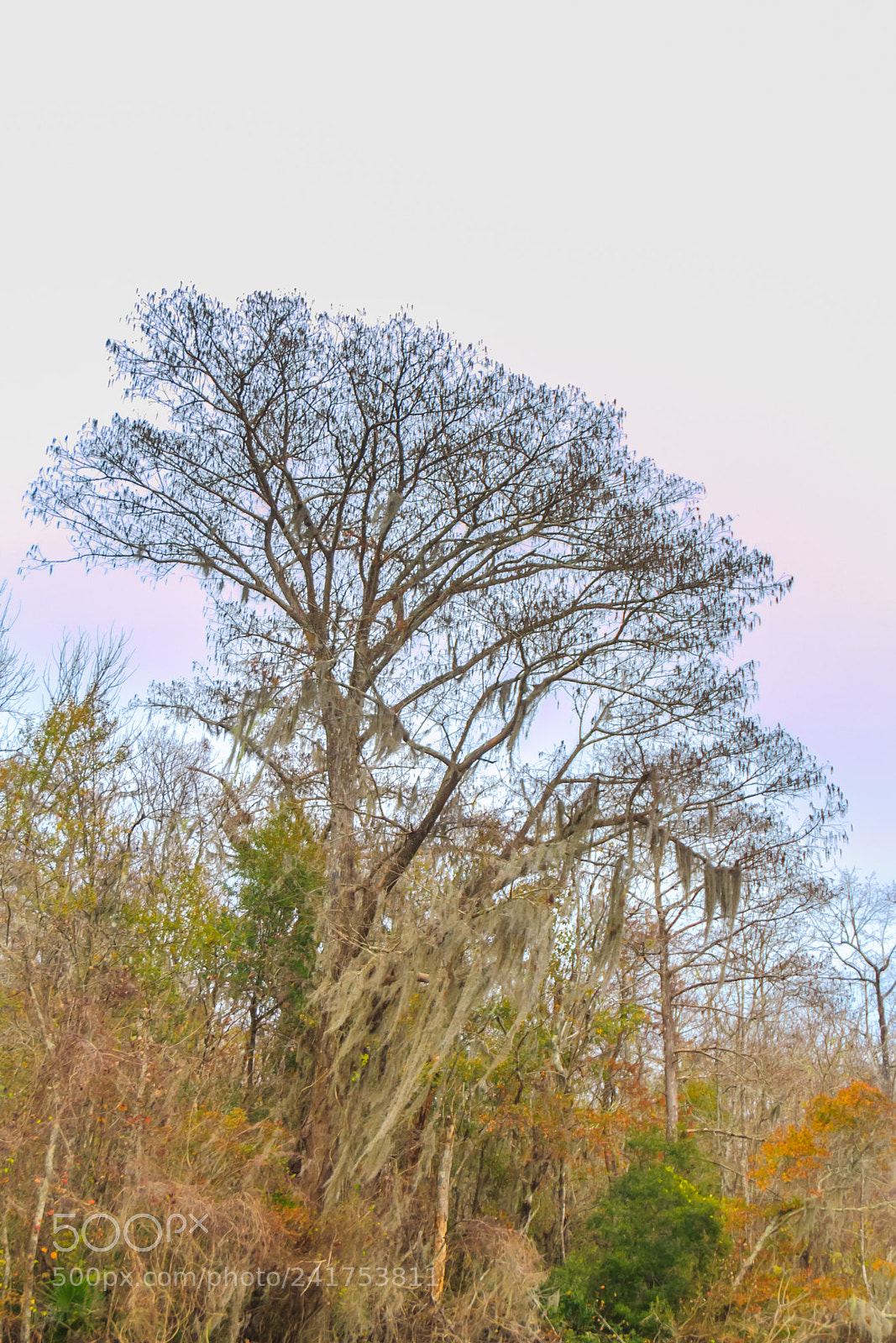Canon EOS 60D sample photo. Bayou tree #3 photography