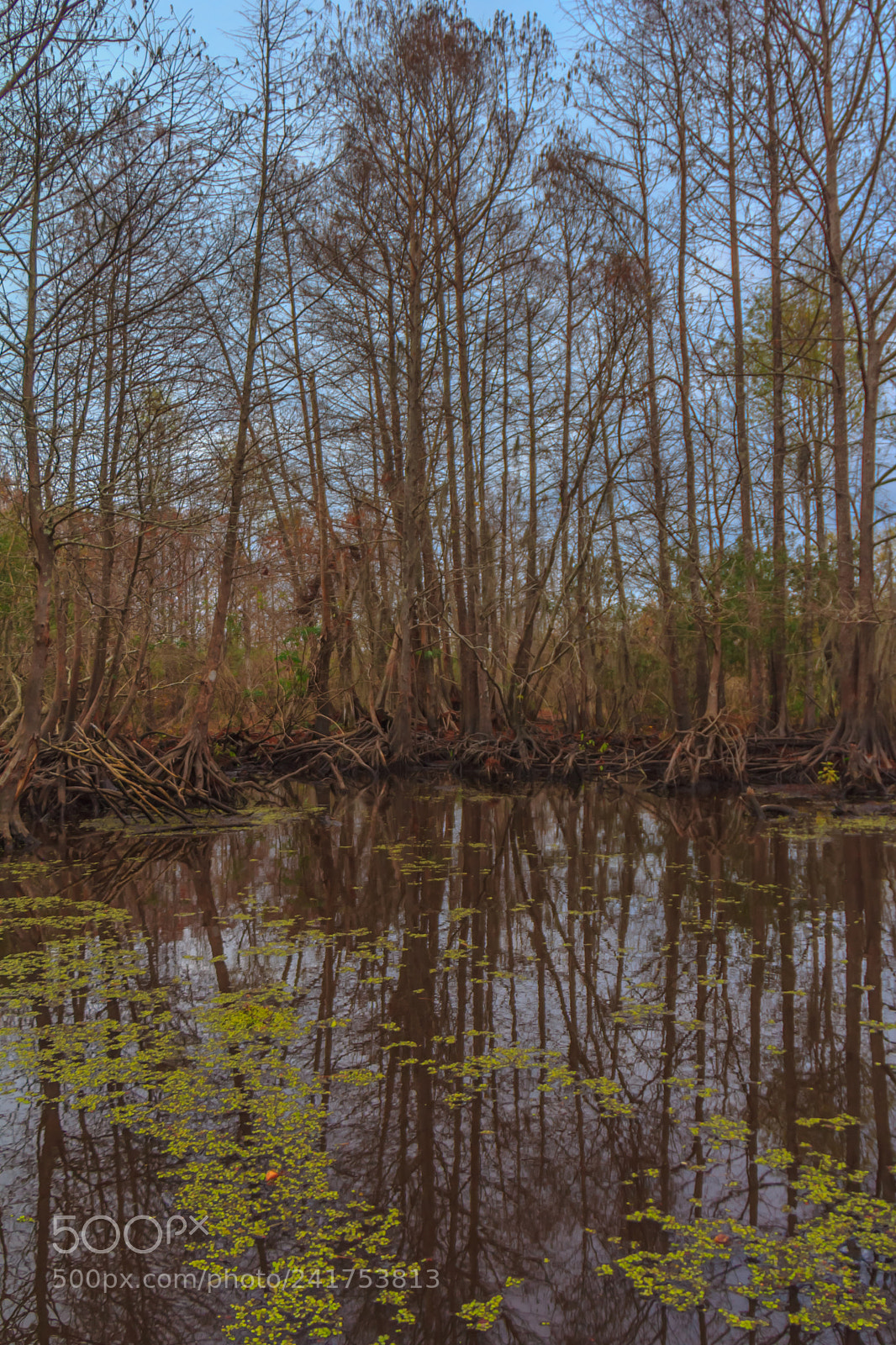 Canon EOS 60D sample photo. Bayou tree #4 photography