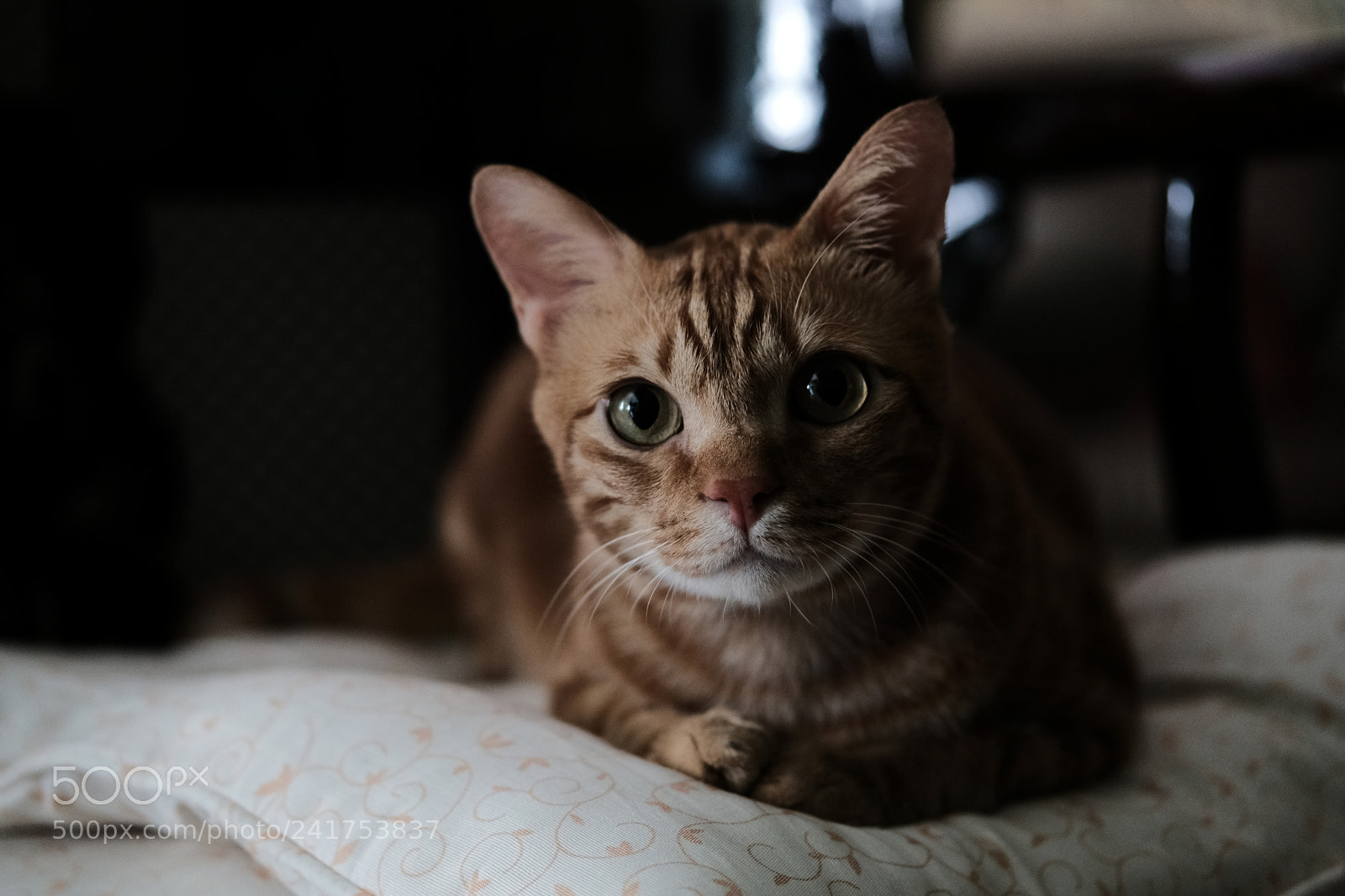Fujifilm X-T2 sample photo. Hiro photography