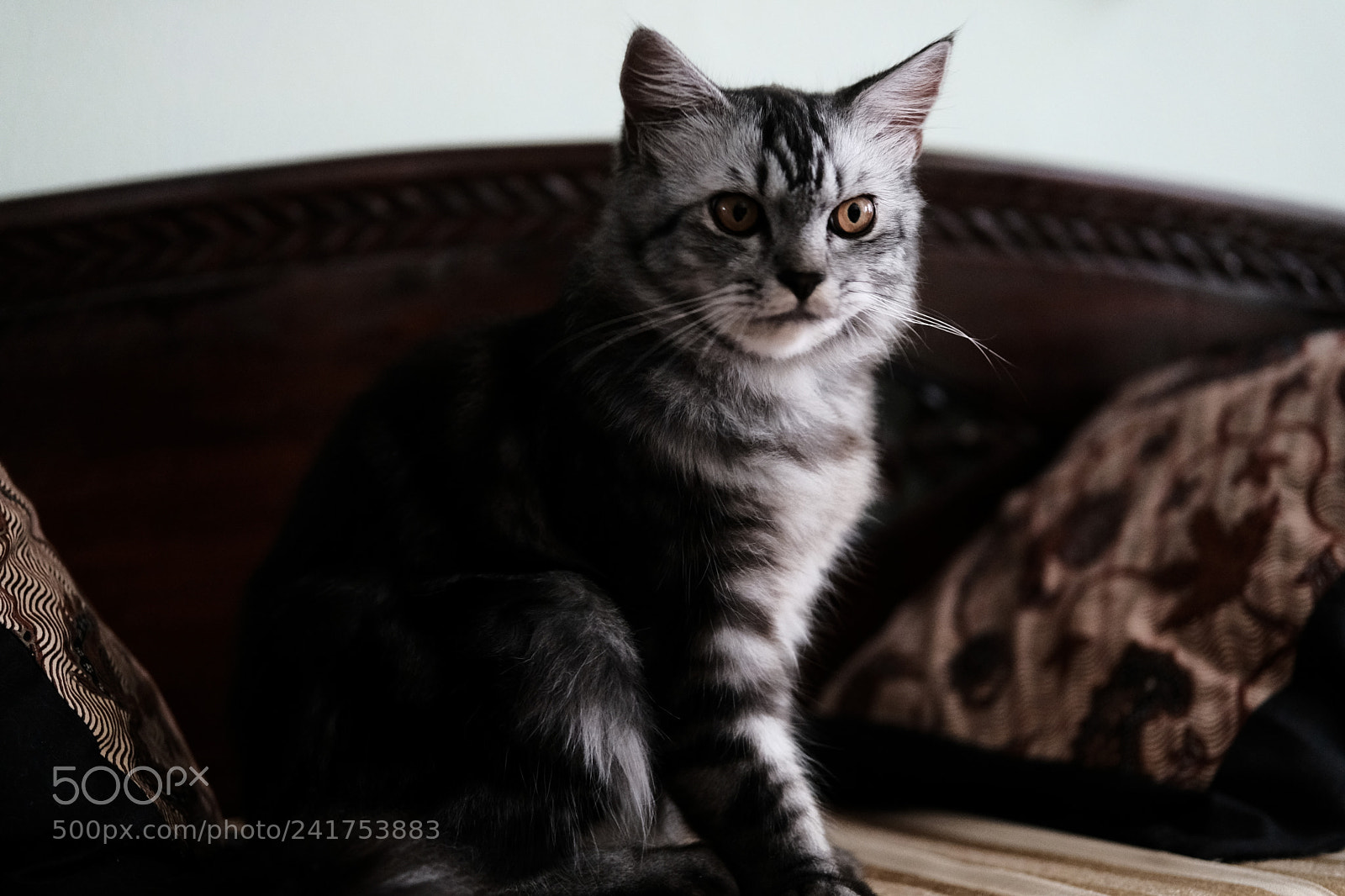 Fujifilm X-T2 sample photo. Fiery-eyed donnie photography
