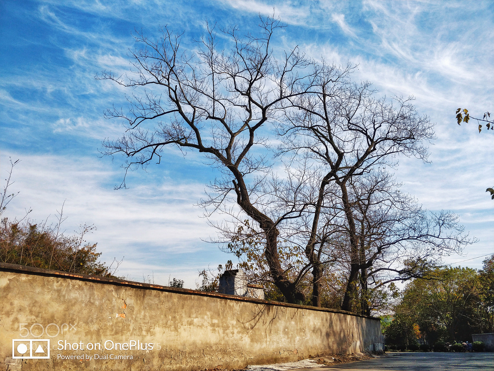 OnePlus 5 sample photo. Tree photography
