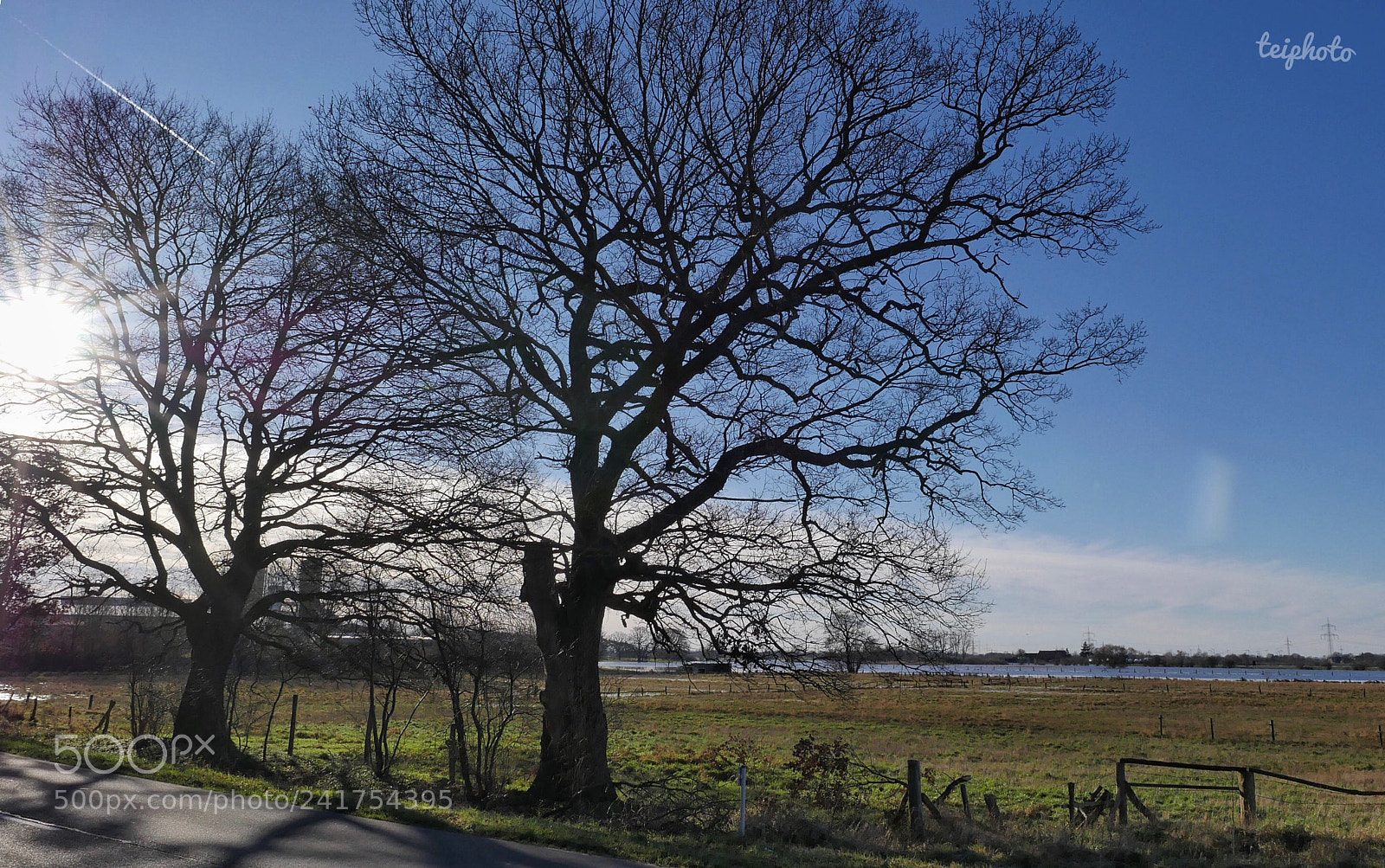 Panasonic Lumix DMC-GH4 sample photo. Bäume im hochwasser photography