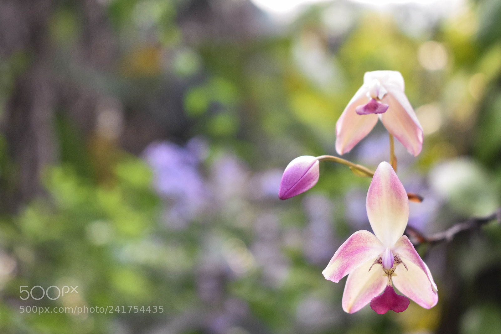 Nikon D3400 sample photo. Beauty photography