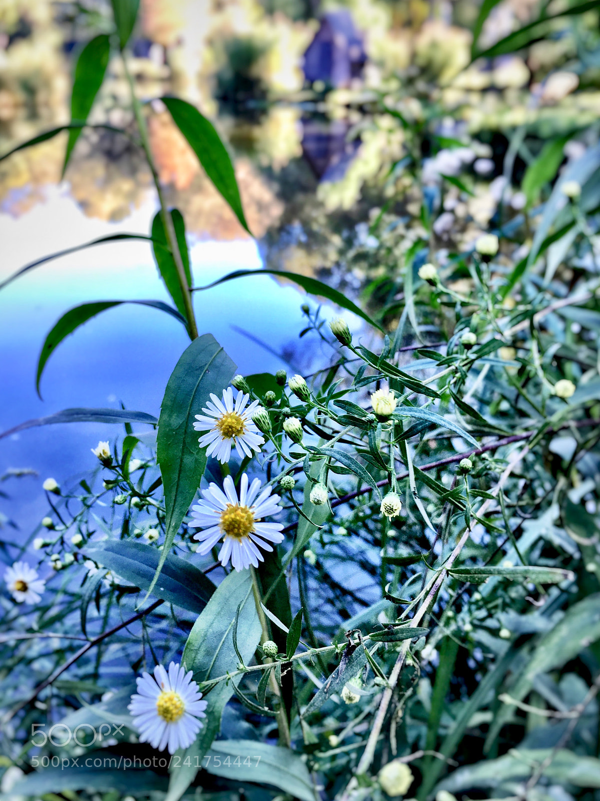 Apple iPhone 6s Plus sample photo. Untitled photography