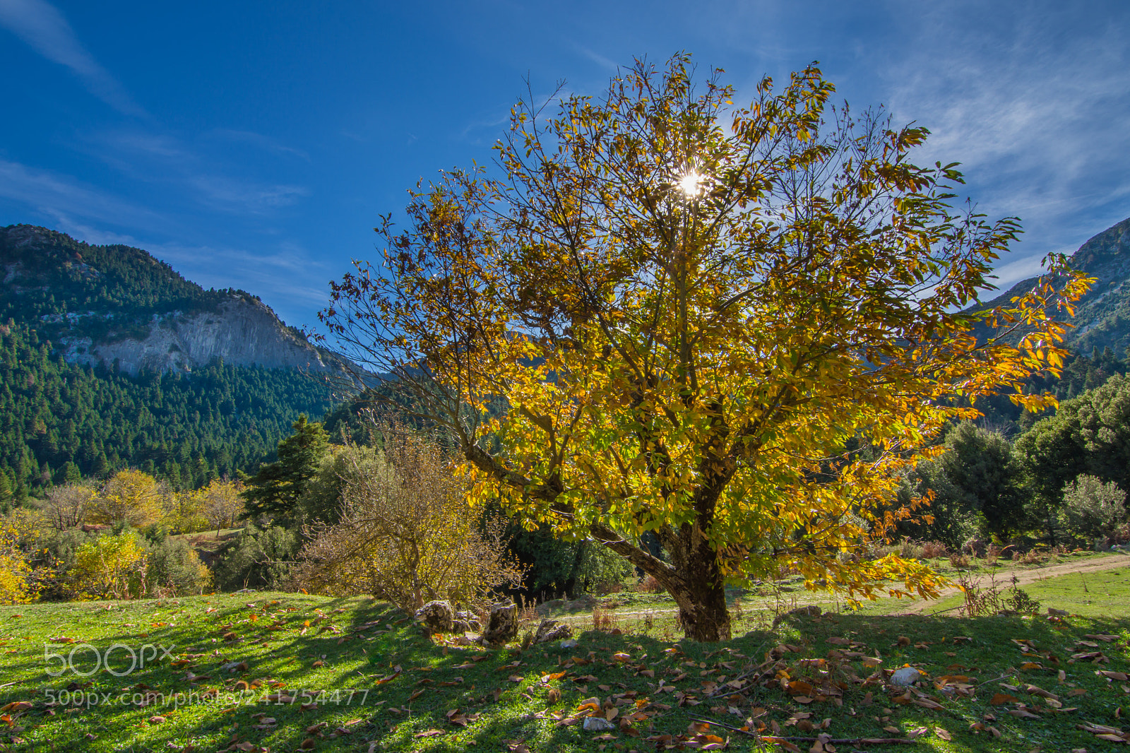 Nikon D7200 sample photo. Autumn sun photography