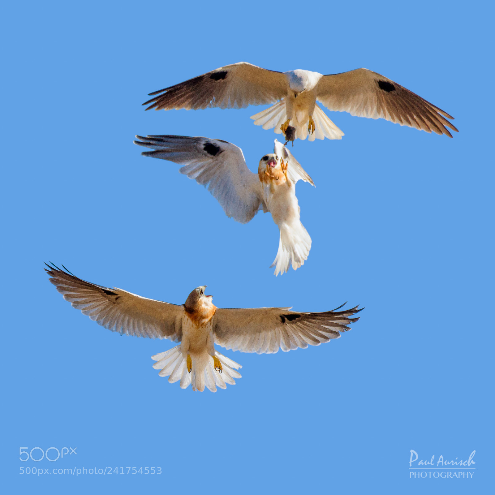 Nikon D500 sample photo. Black-shouldered kite photography