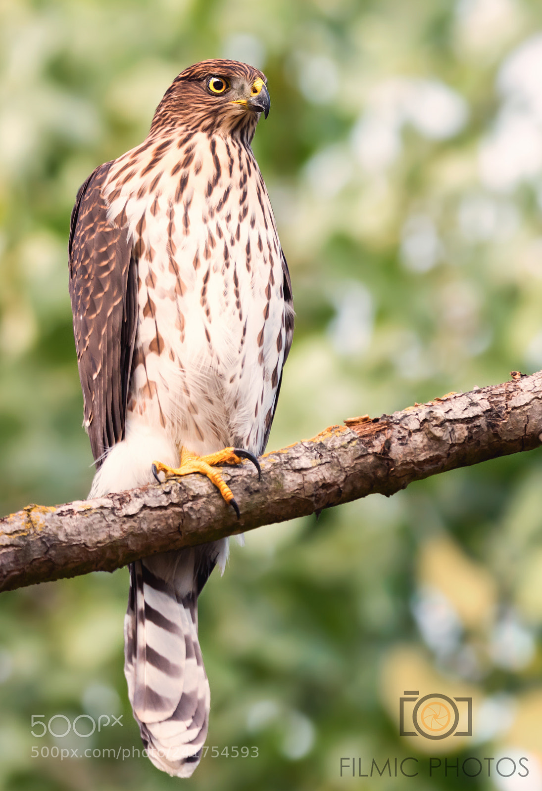 Nikon D810 sample photo. Hawk photography