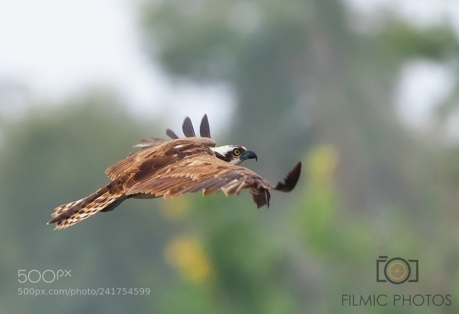 Nikon D810 sample photo. Osprey photography