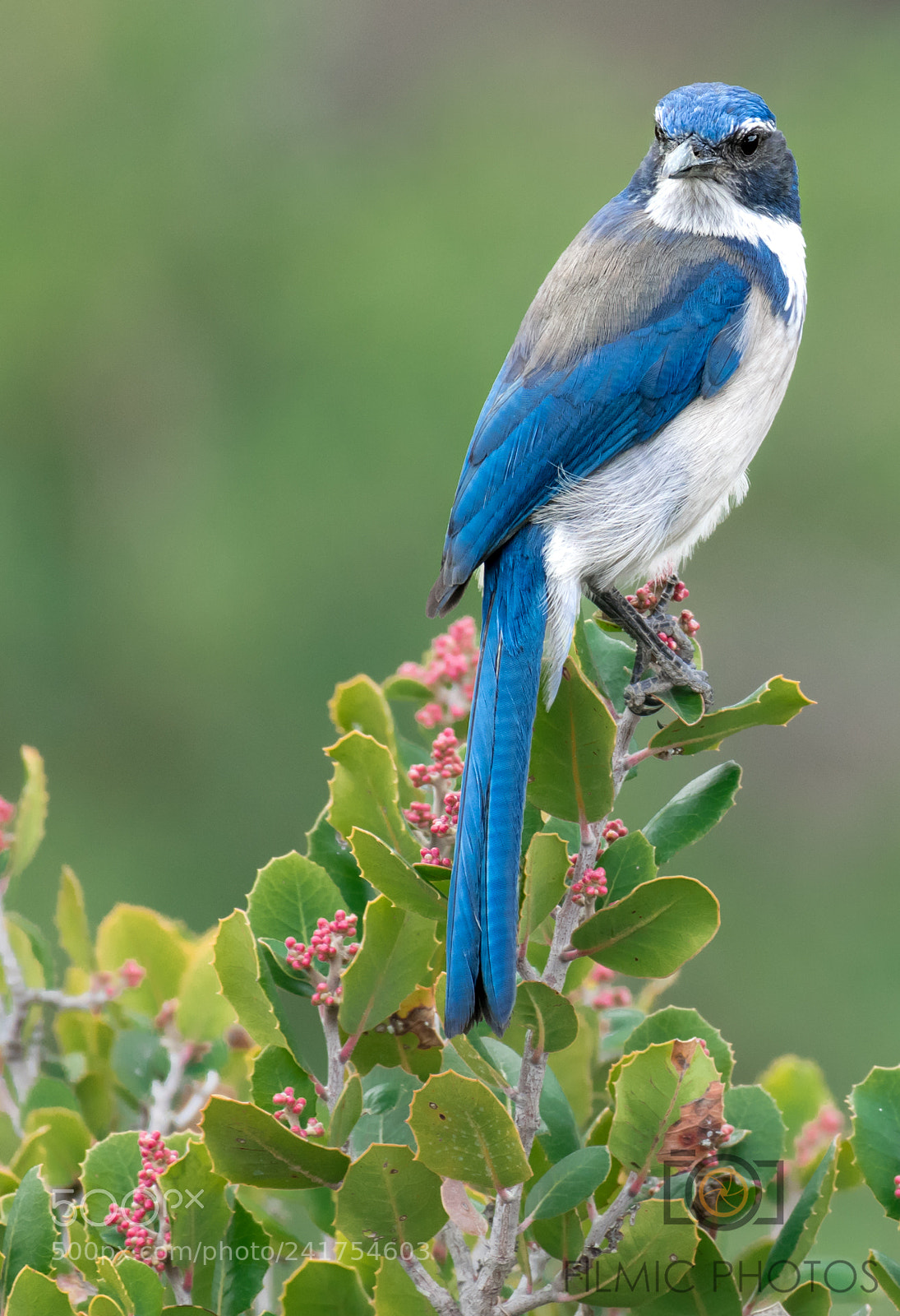 Nikon D850 sample photo. Scrub jay photography