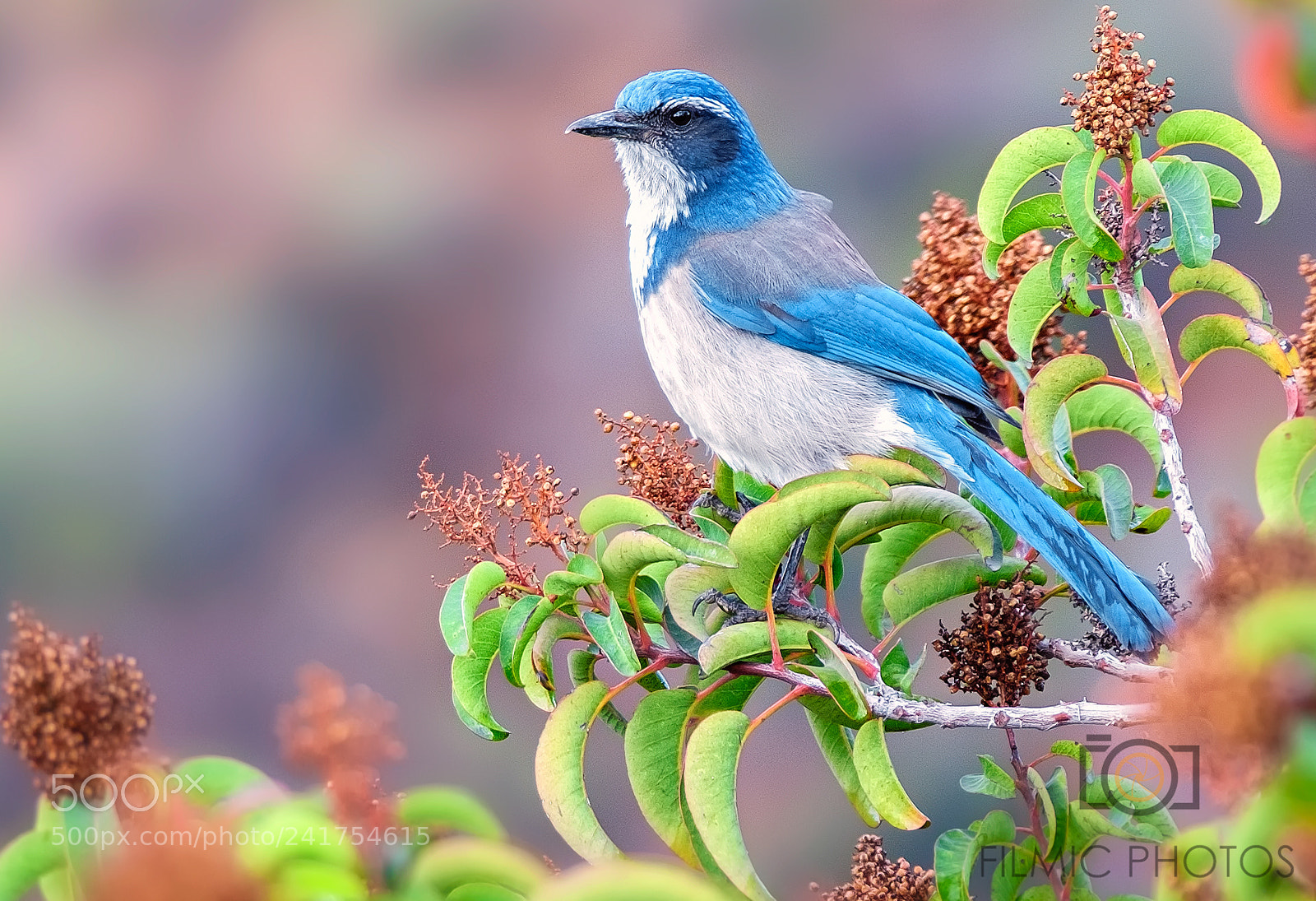 Fujifilm X-T2 sample photo. Scrub jay photography