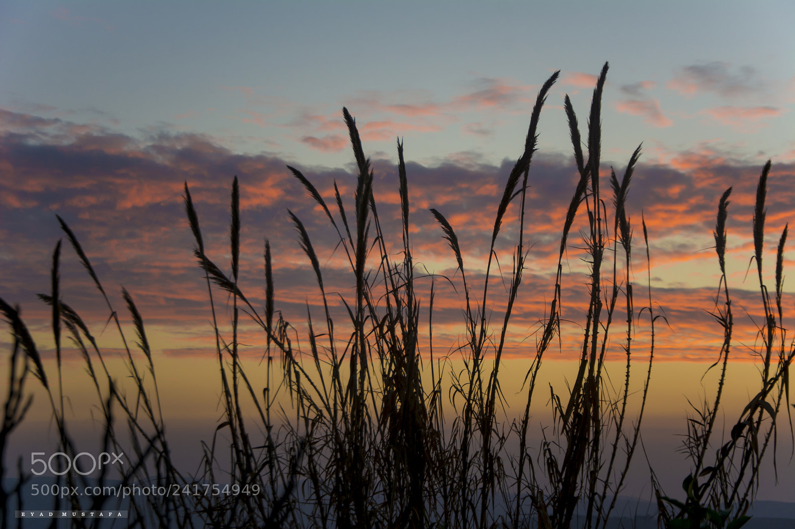 Nikon D7100 sample photo. Sunrise from palestine photography