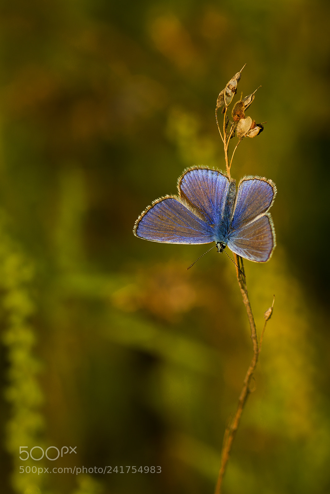 Pentax K-3 sample photo. Голубянка photography