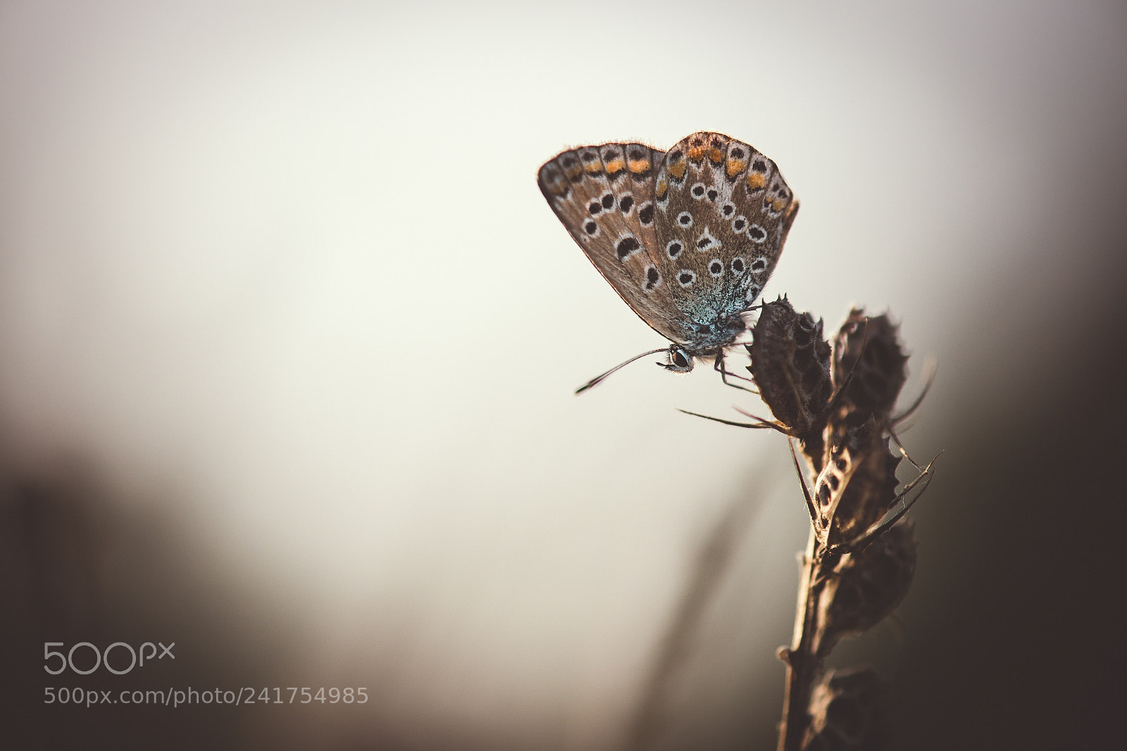 Nikon D800E sample photo. Early automn (polyommatus icarus) photography