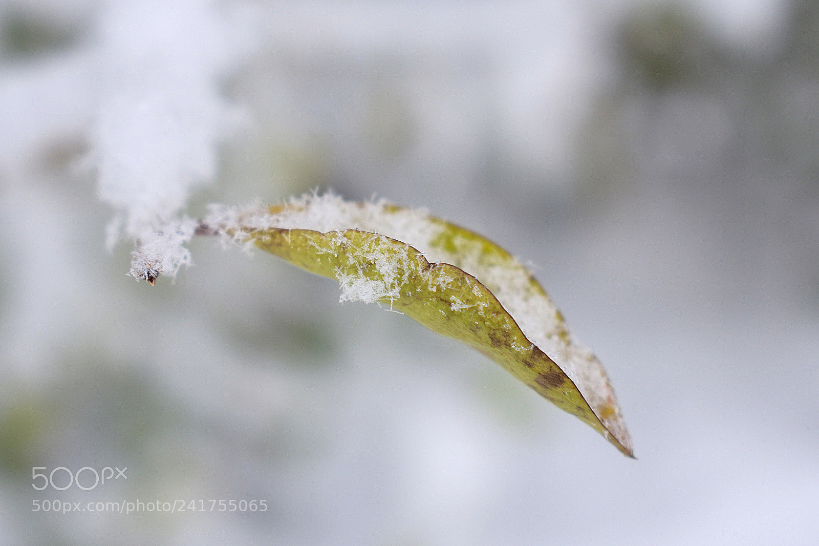 Nikon D3400 sample photo. Snow on the leaf photography