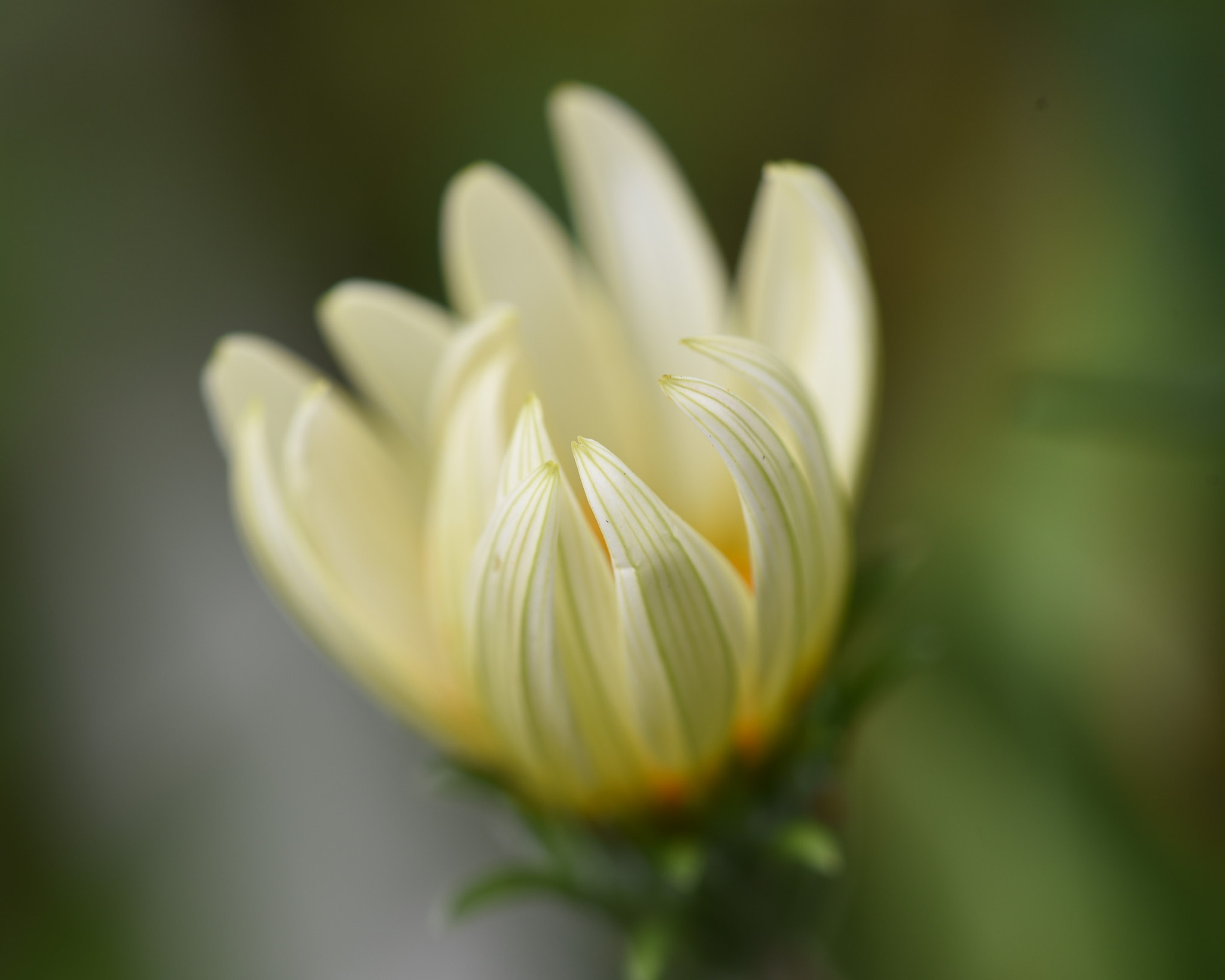 Nikon AF Micro-Nikkor 200mm F4D ED-IF sample photo. Daisy flower photography