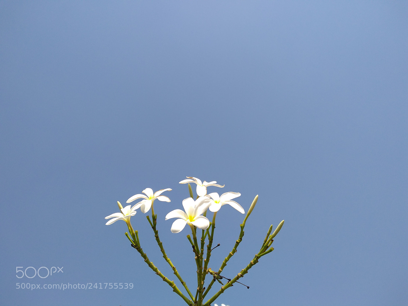 Motorola Moto G (5S) Plus sample photo. Flower photography