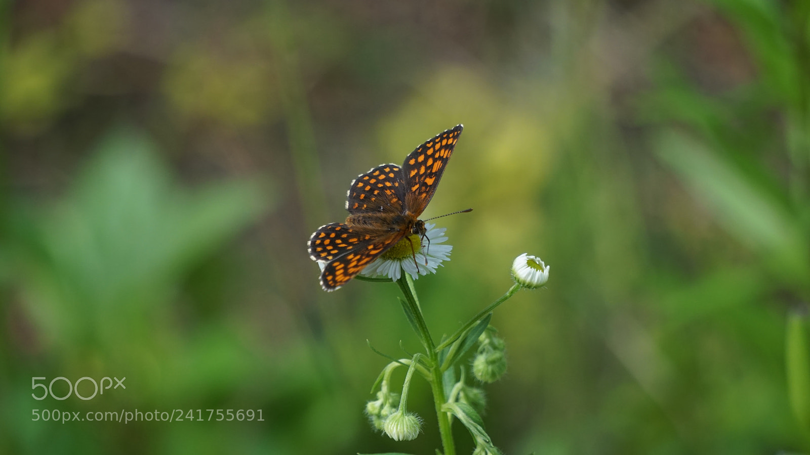 Sony E 55-210mm F4.5-6.3 OSS sample photo. Untitled photography