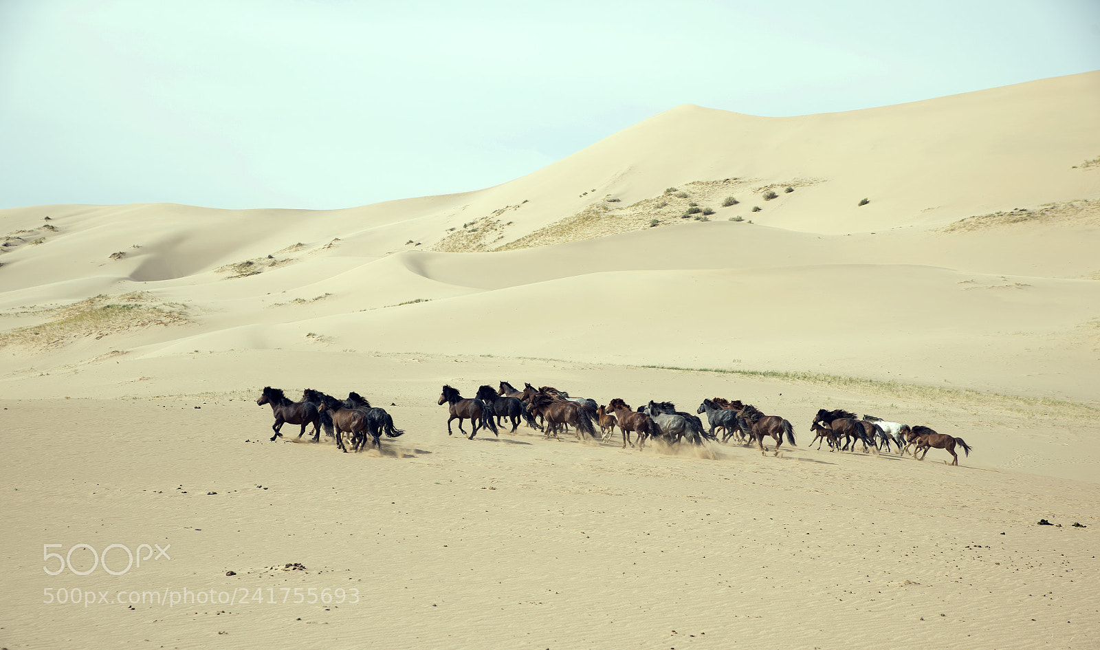 Nikon D810 sample photo. Horses in desert photography