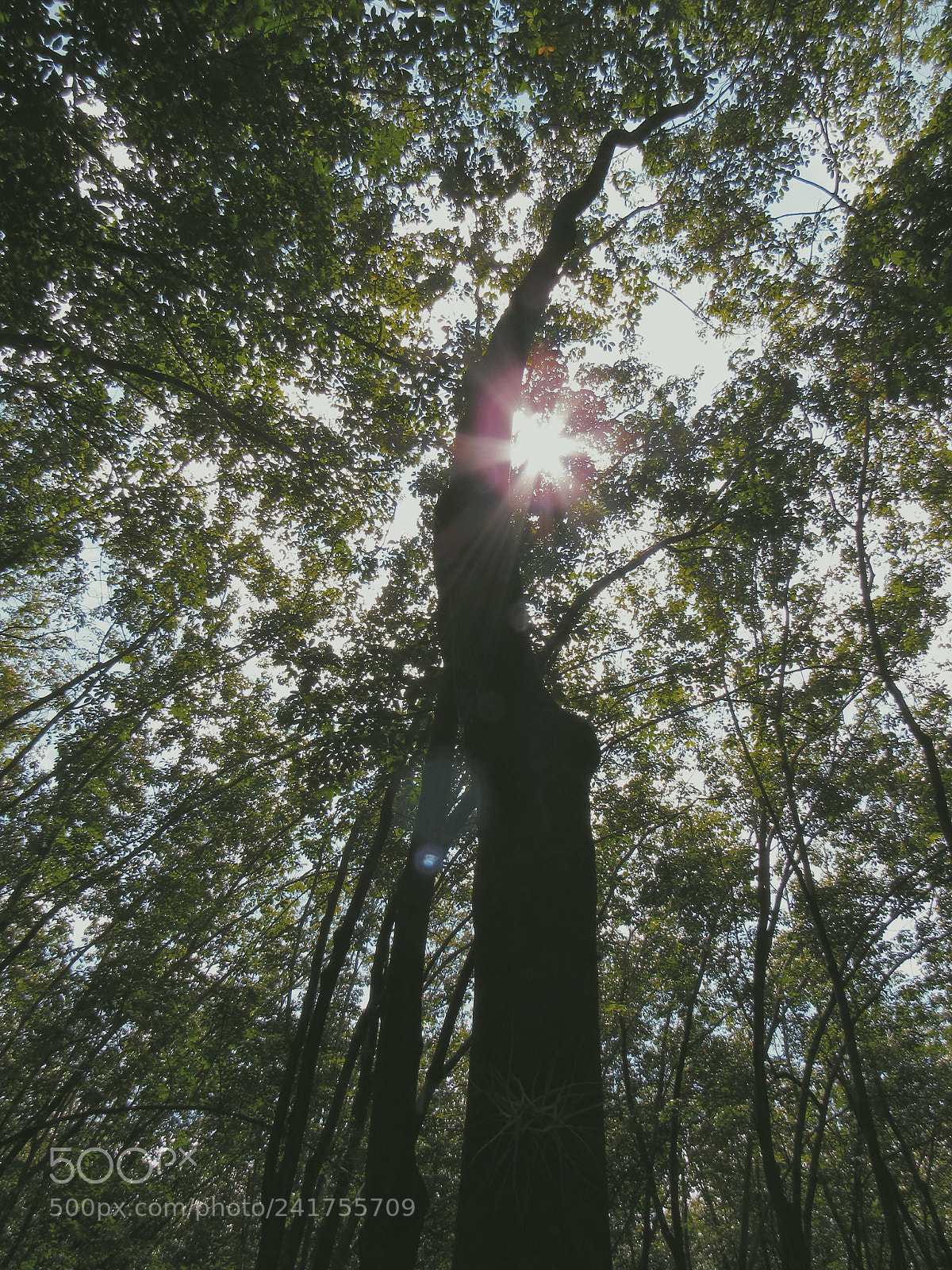 Canon PowerShot SX530 HS sample photo. Nature photography
