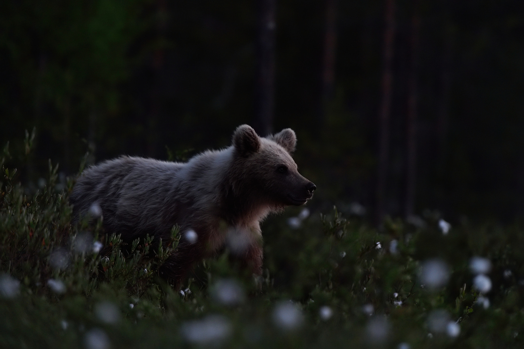 Nikon AF-S Nikkor 70-200mm F2.8G ED VR II sample photo. Young brown bear at summer night photography