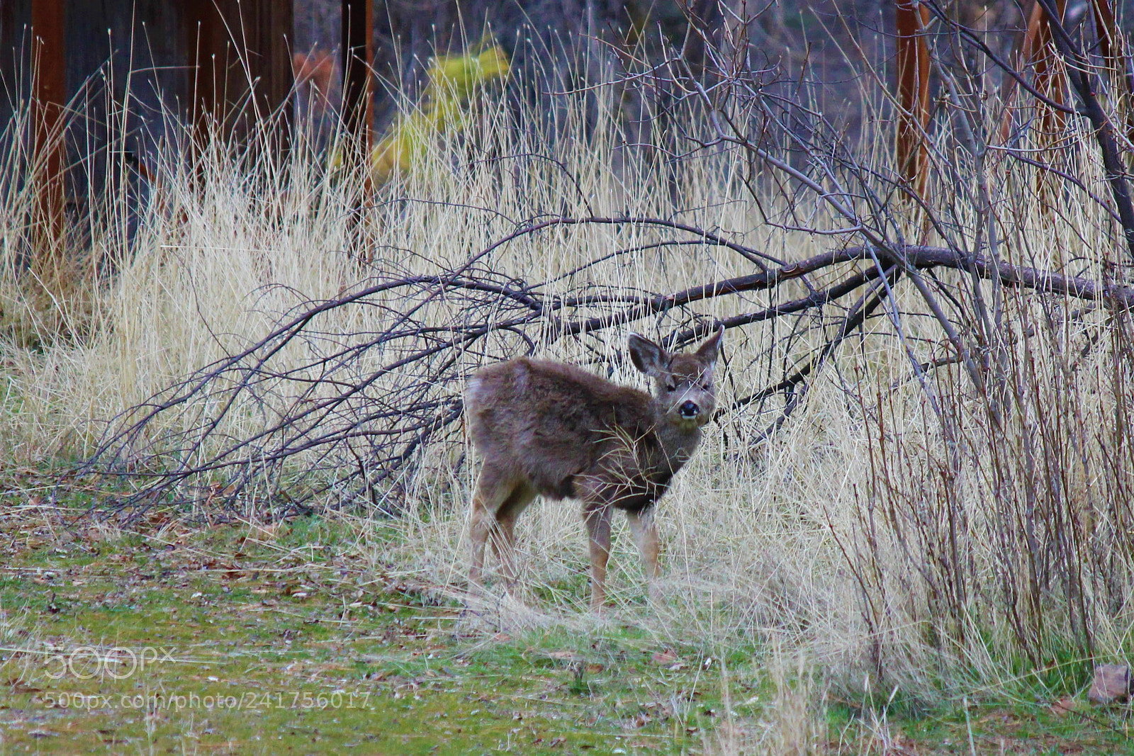 Canon EOS 600D (Rebel EOS T3i / EOS Kiss X5) sample photo. Fuzzy fawn photography