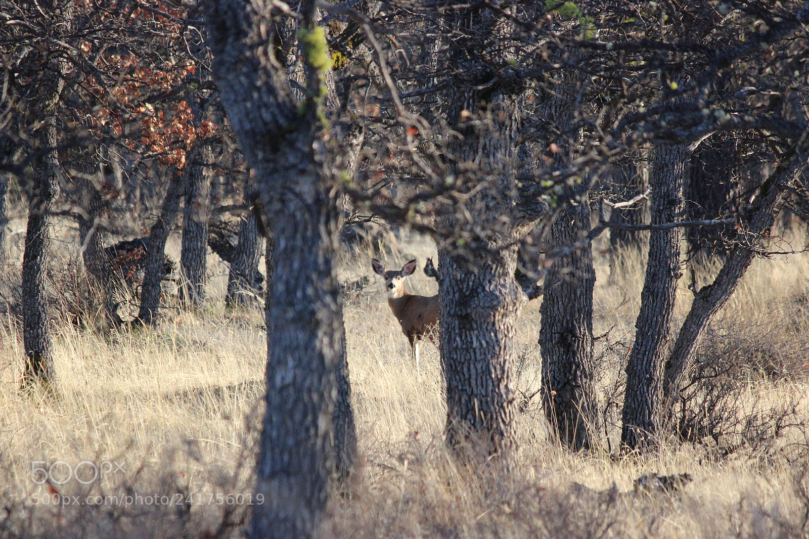 Canon EF-S 55-250mm F4-5.6 IS II sample photo. See ya photography