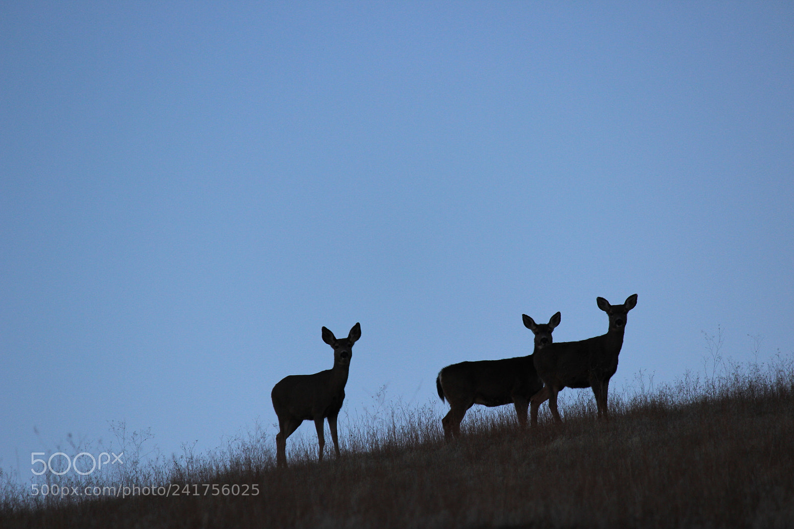 Canon EF-S 55-250mm F4-5.6 IS II sample photo. Dusk deer photography
