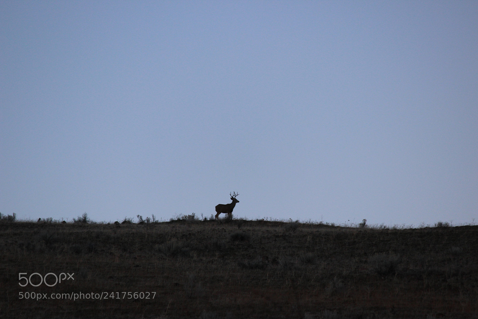 Canon EF-S 55-250mm F4-5.6 IS II sample photo. Buck boss photography