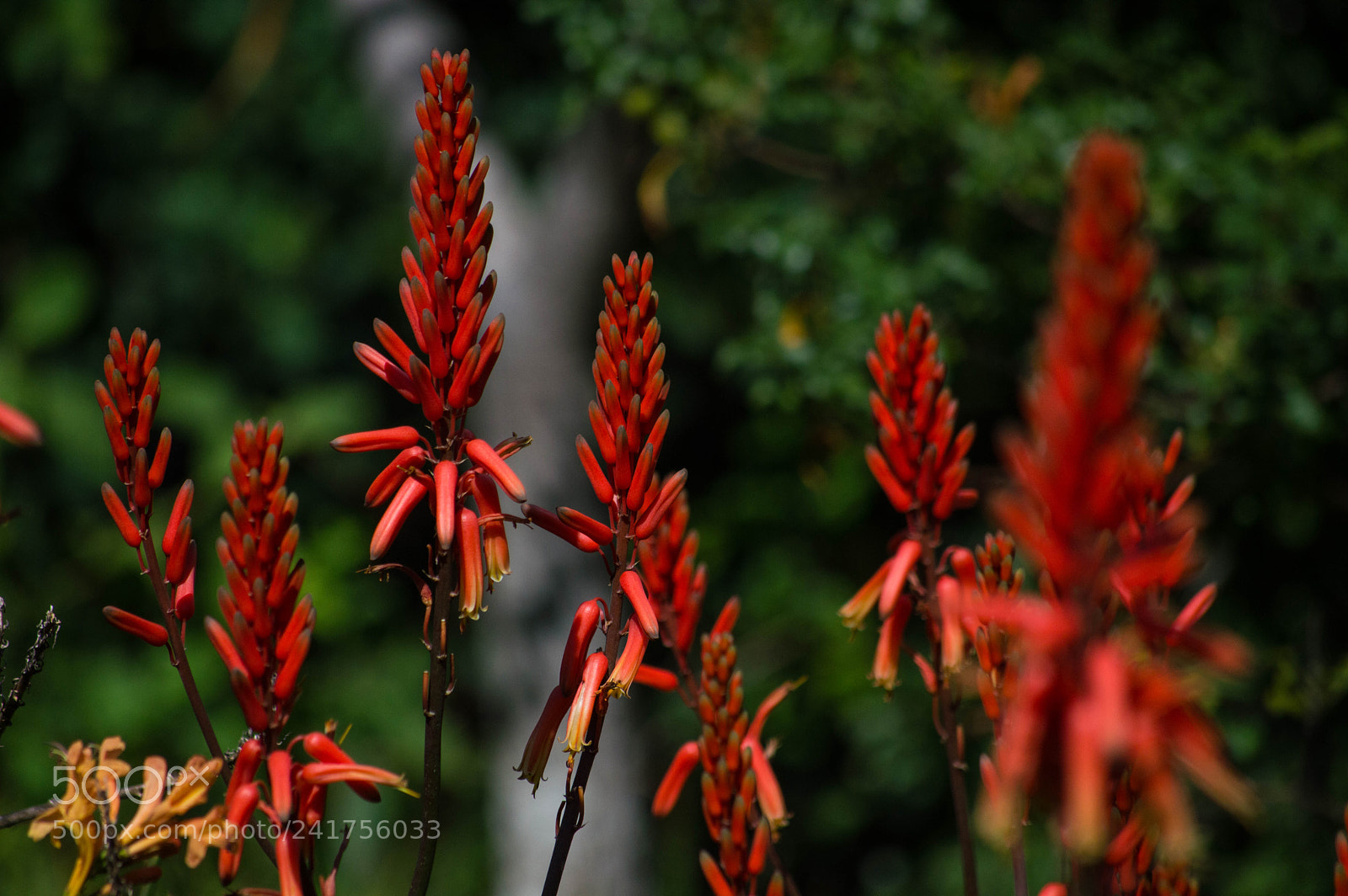 Nikon D3200 sample photo. Red flowers photography