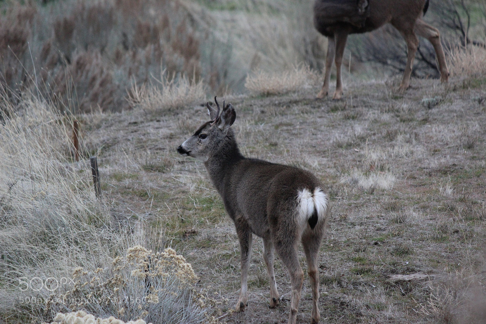 Canon EF-S 55-250mm F4-5.6 IS II sample photo. Spike photography