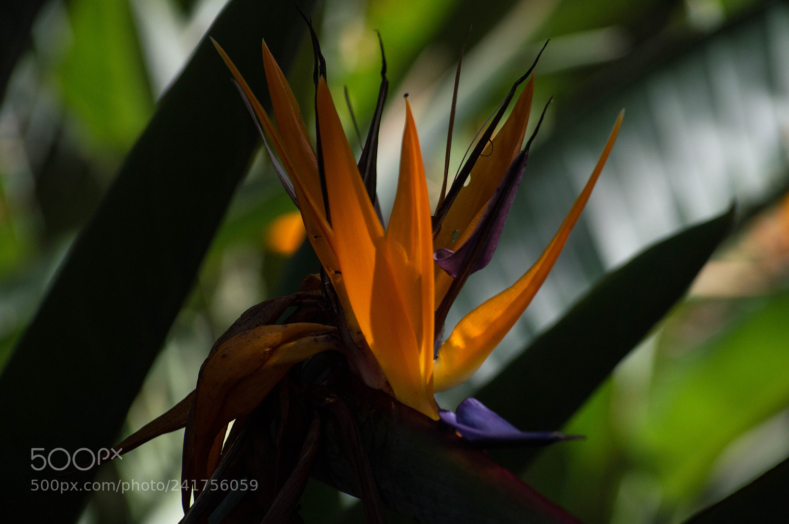 Nikon D3200 sample photo. Yellow beauty photography