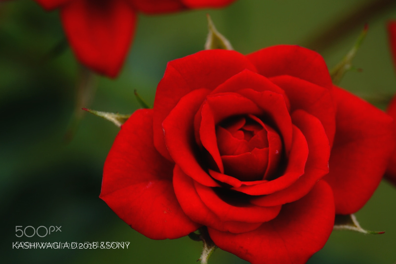 Sony a7 II sample photo. Benihime /japan 1992 photography