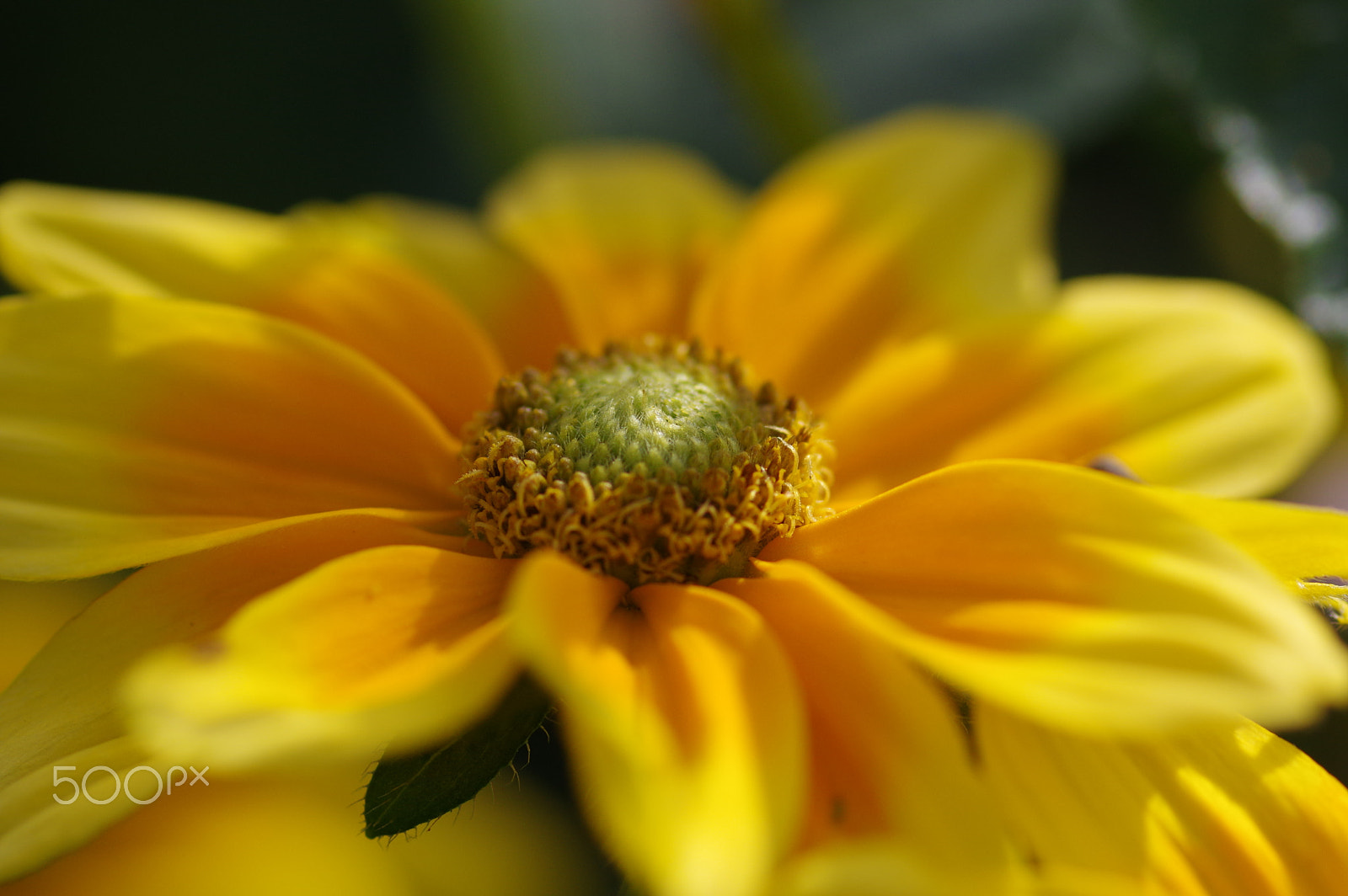 Pentax smc D-FA 100mm F2.8 Macro WR sample photo. Yellow daisy photography