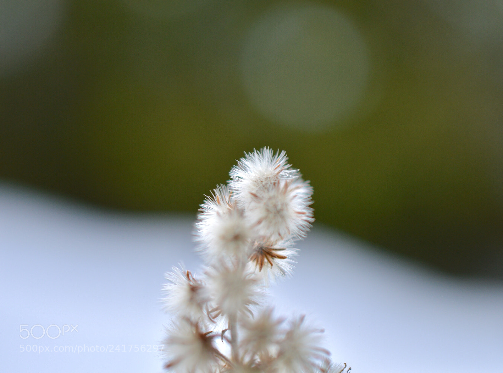 Nikon D3200 sample photo. White fluffy❄️ photography