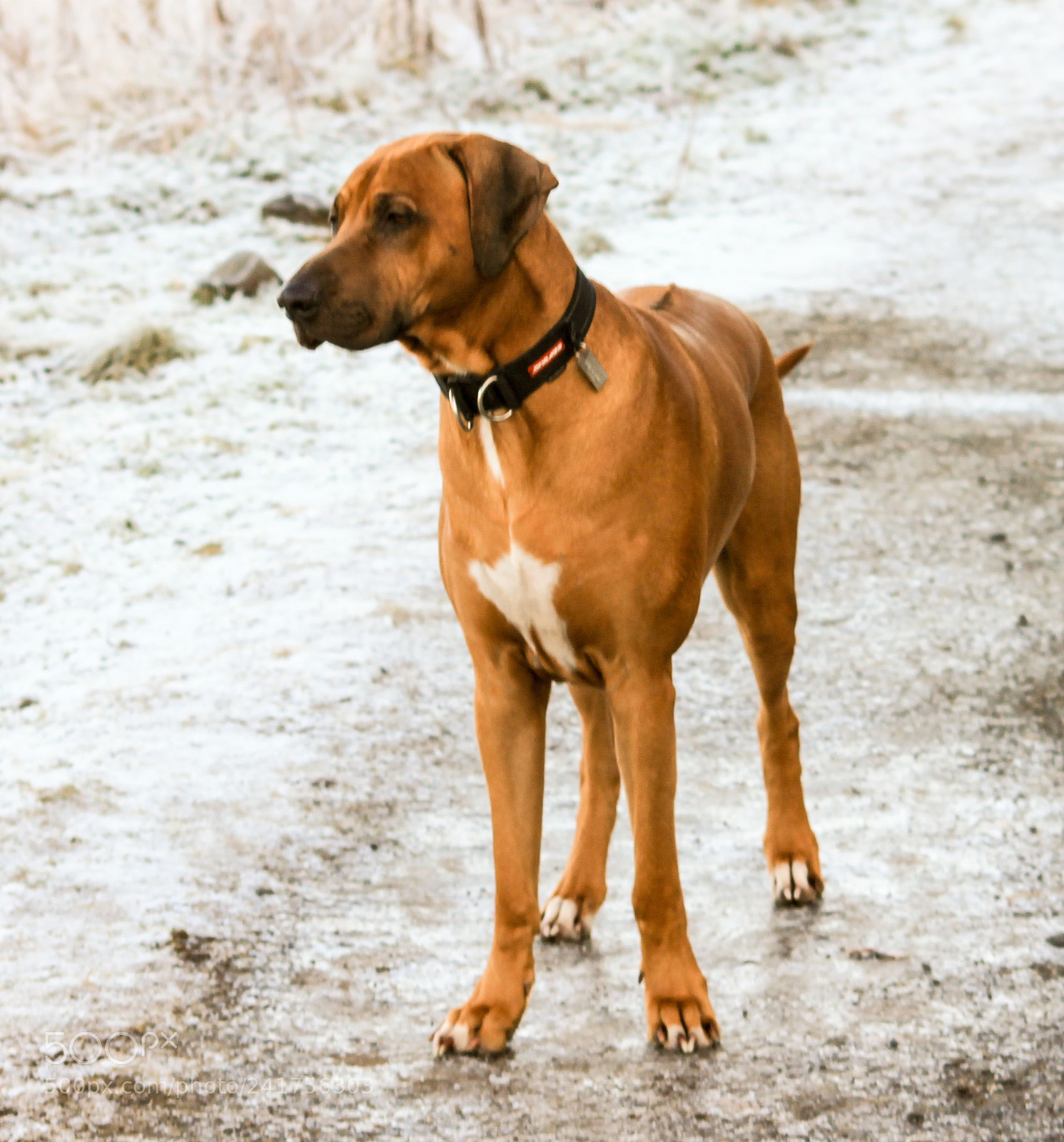 Canon EOS 1100D (EOS Rebel T3 / EOS Kiss X50) sample photo. Rhodesian ridgeback photography