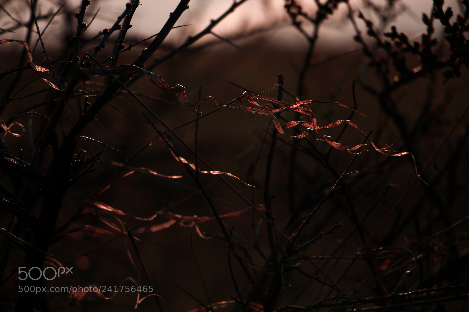 Canon EOS 60D sample photo. 3.jpg photography
