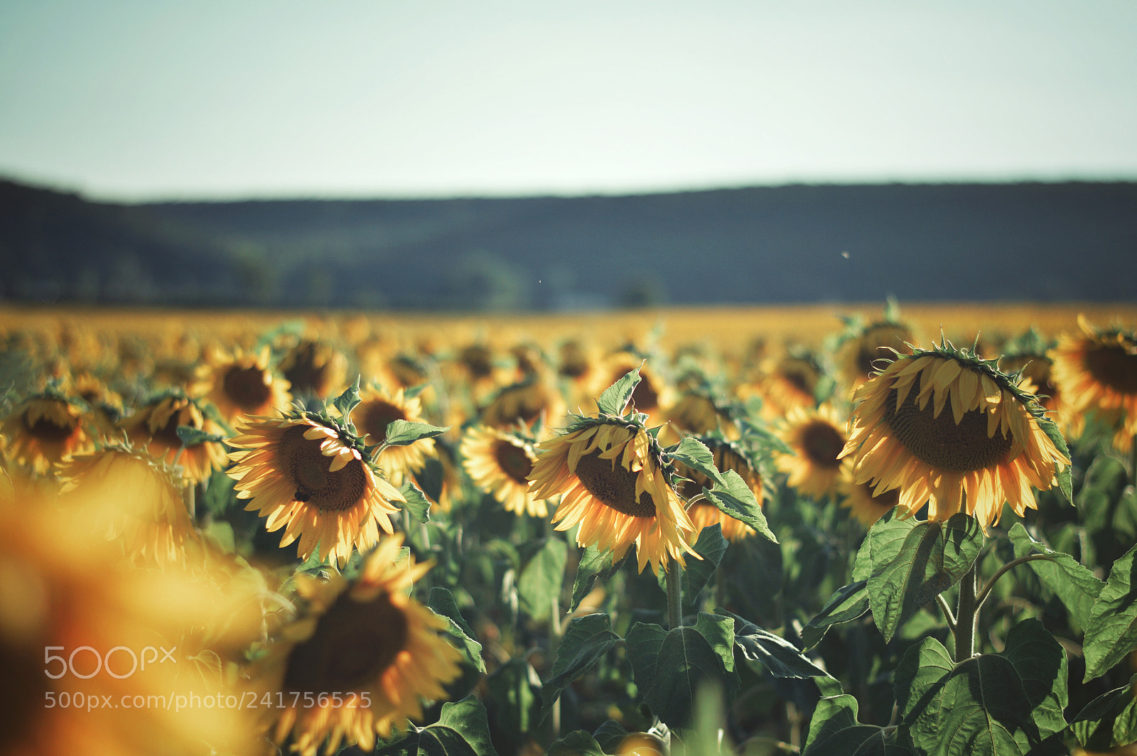 Nikon D3200 sample photo. Timide photography