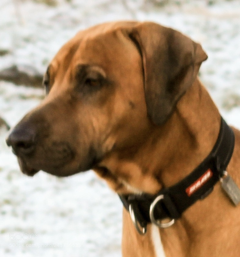 Canon EOS 1100D (EOS Rebel T3 / EOS Kiss X50) sample photo. Rhodesian ridgeback 02 photography