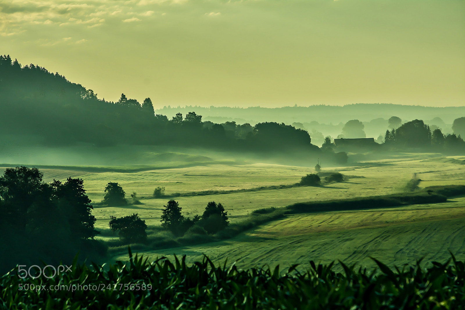 Nikon D7100 sample photo. A green morning in photography