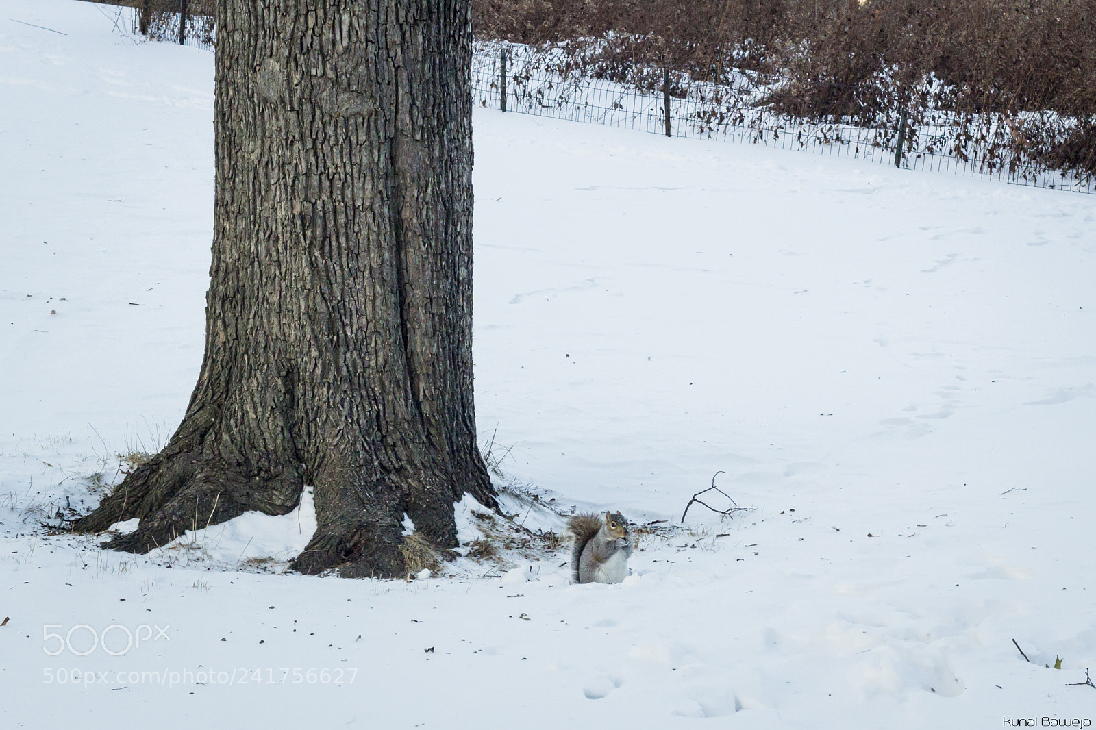 Canon EOS 600D (Rebel EOS T3i / EOS Kiss X5) sample photo. Squirrels of central park photography