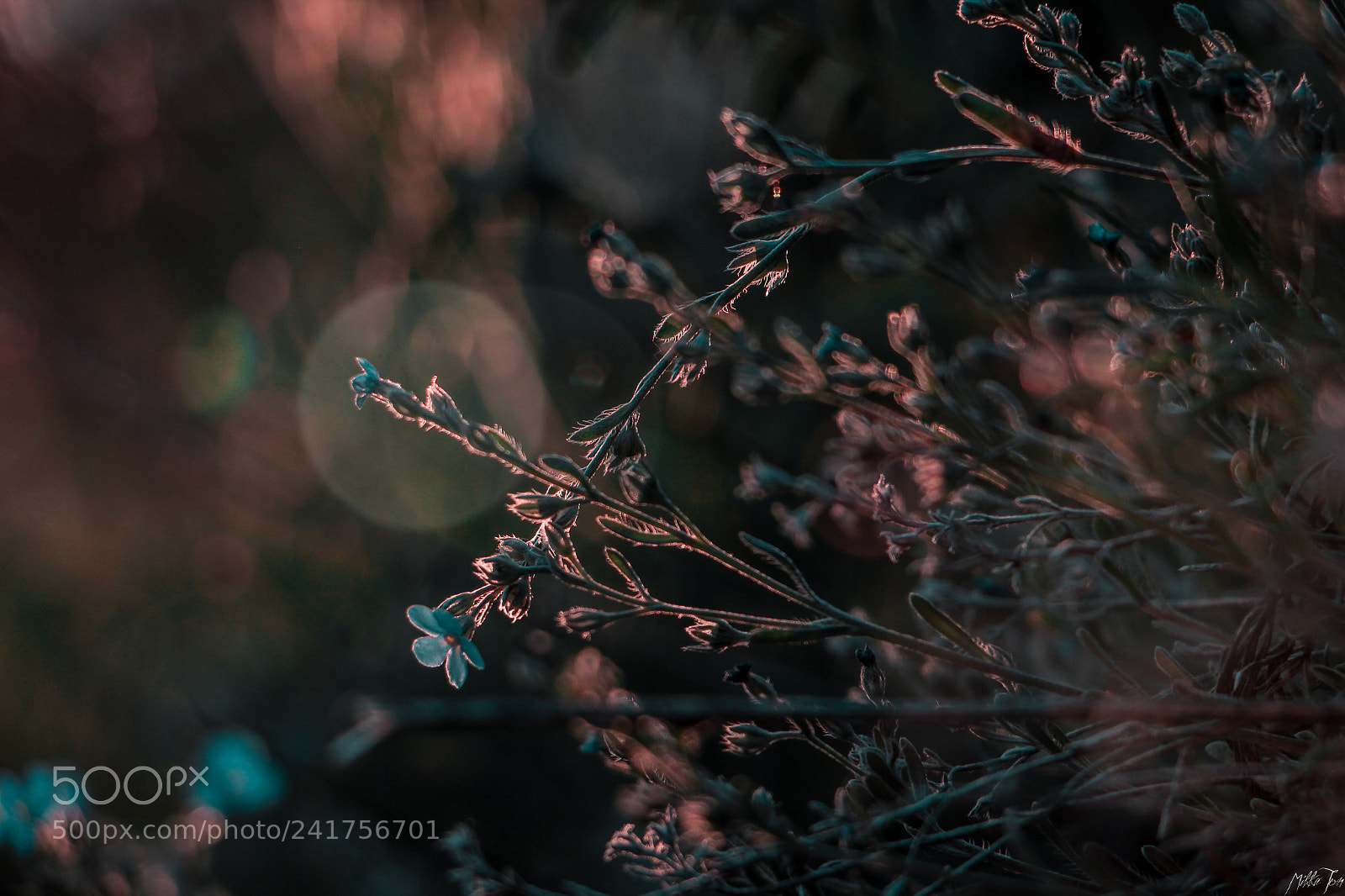 Canon EOS 60D sample photo. Img photography