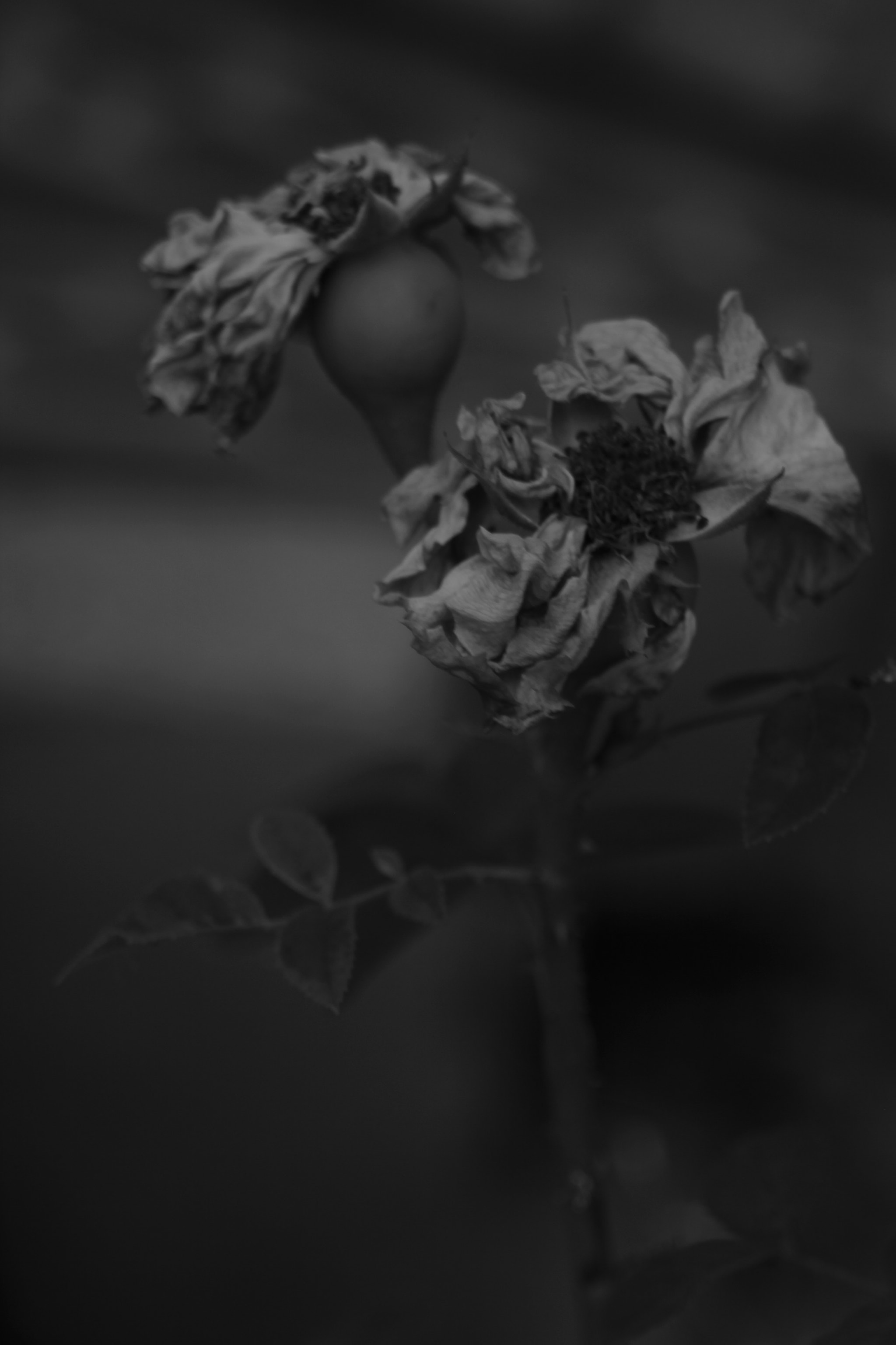 Canon EF 35-80mm f/4-5.6 sample photo. 13' 8 photography